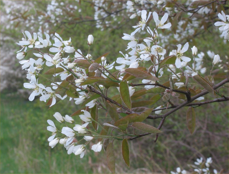 Krentenboom bloei
