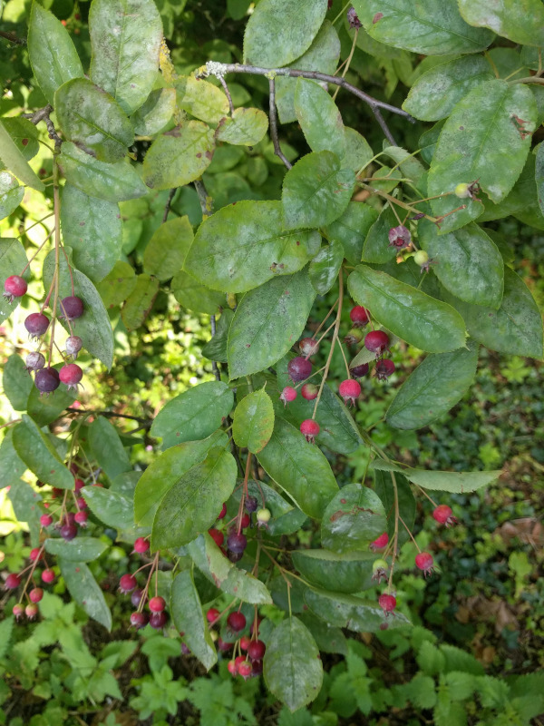 Krentenboom vruchten